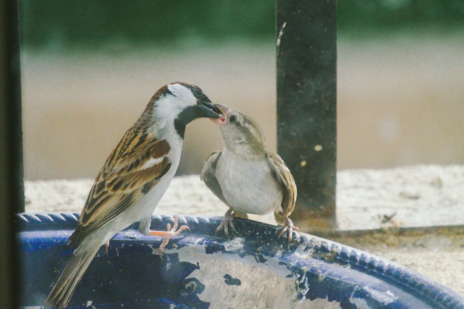 a couple of birds sitting on top of a blue bowl